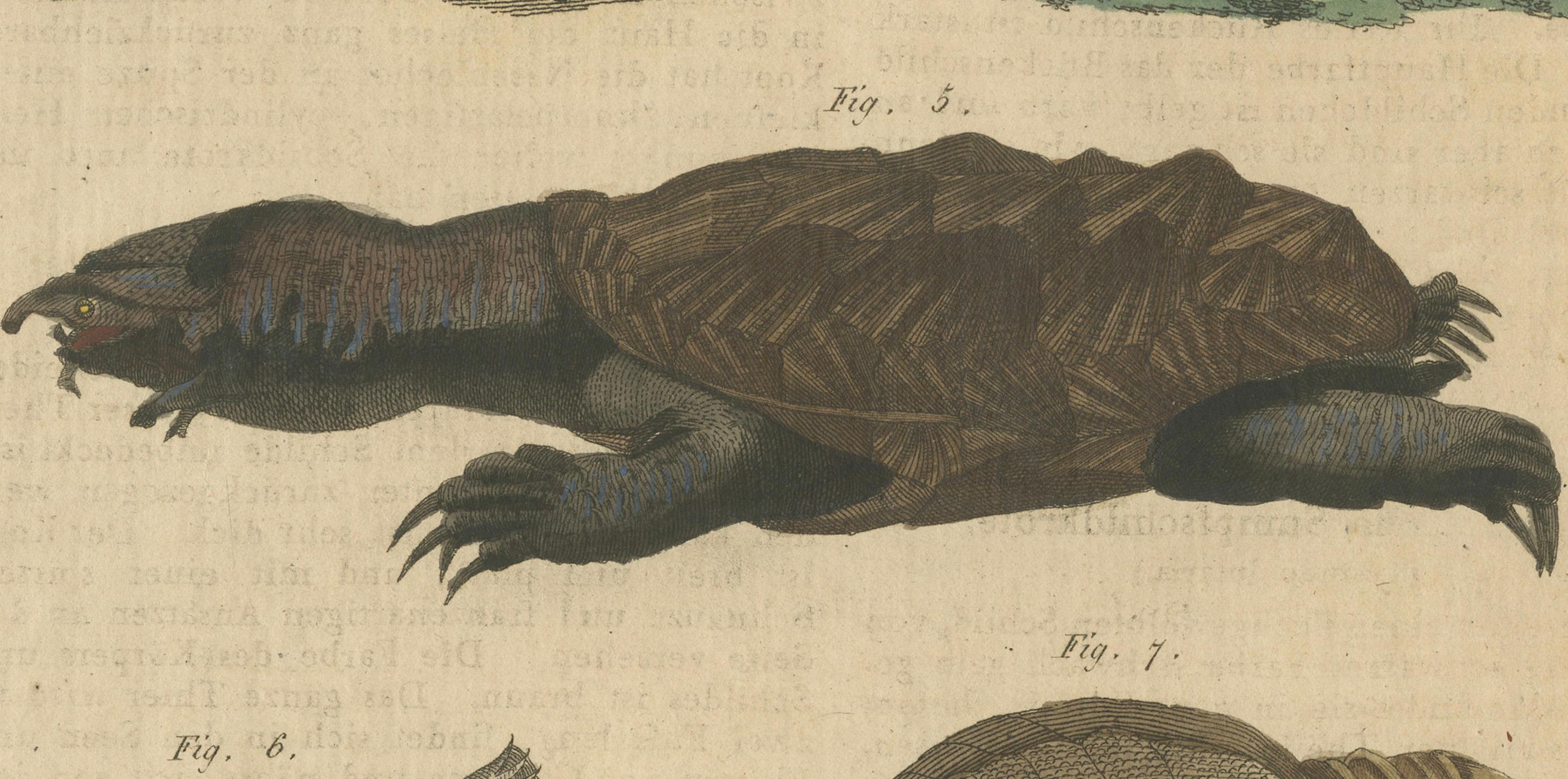 Antike handkolorierte Gravur von Schildkröten und Fackeln, um 1800 (Papier) im Angebot