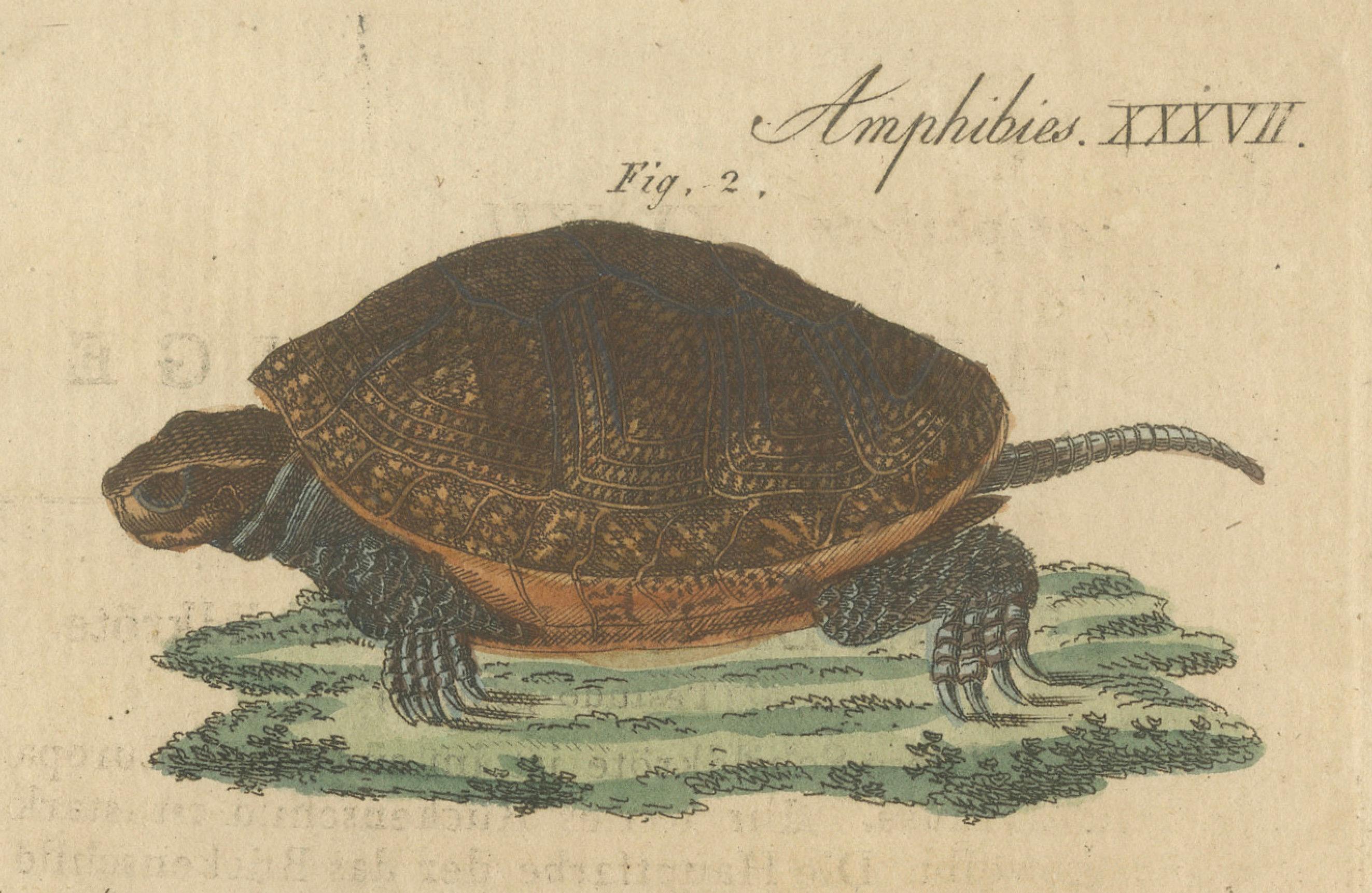 Antike handkolorierte Gravur von Schildkröten und Fackeln, um 1800 im Angebot 1