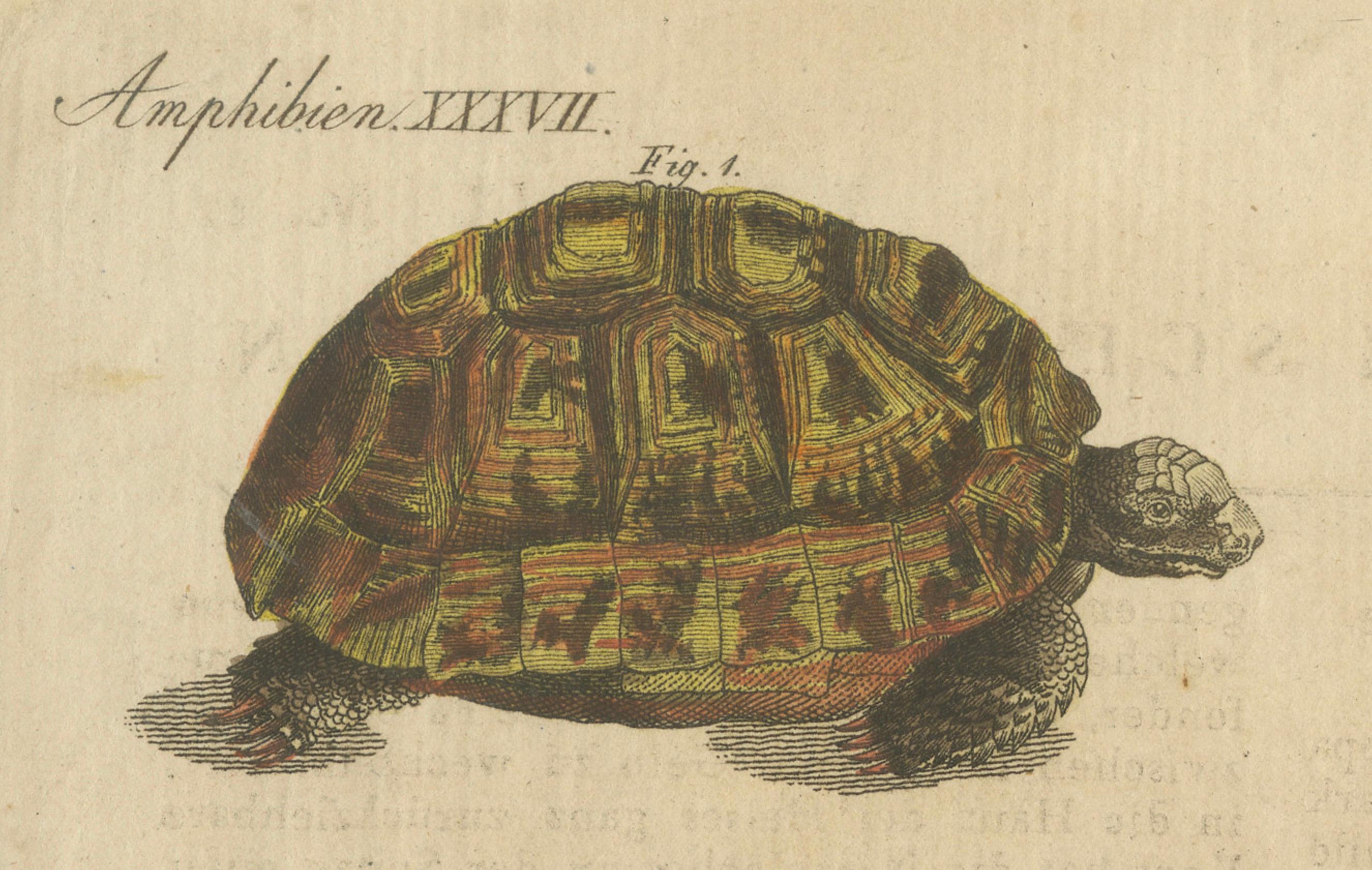 Antike handkolorierte Gravur von Schildkröten und Fackeln, um 1800 im Angebot 2