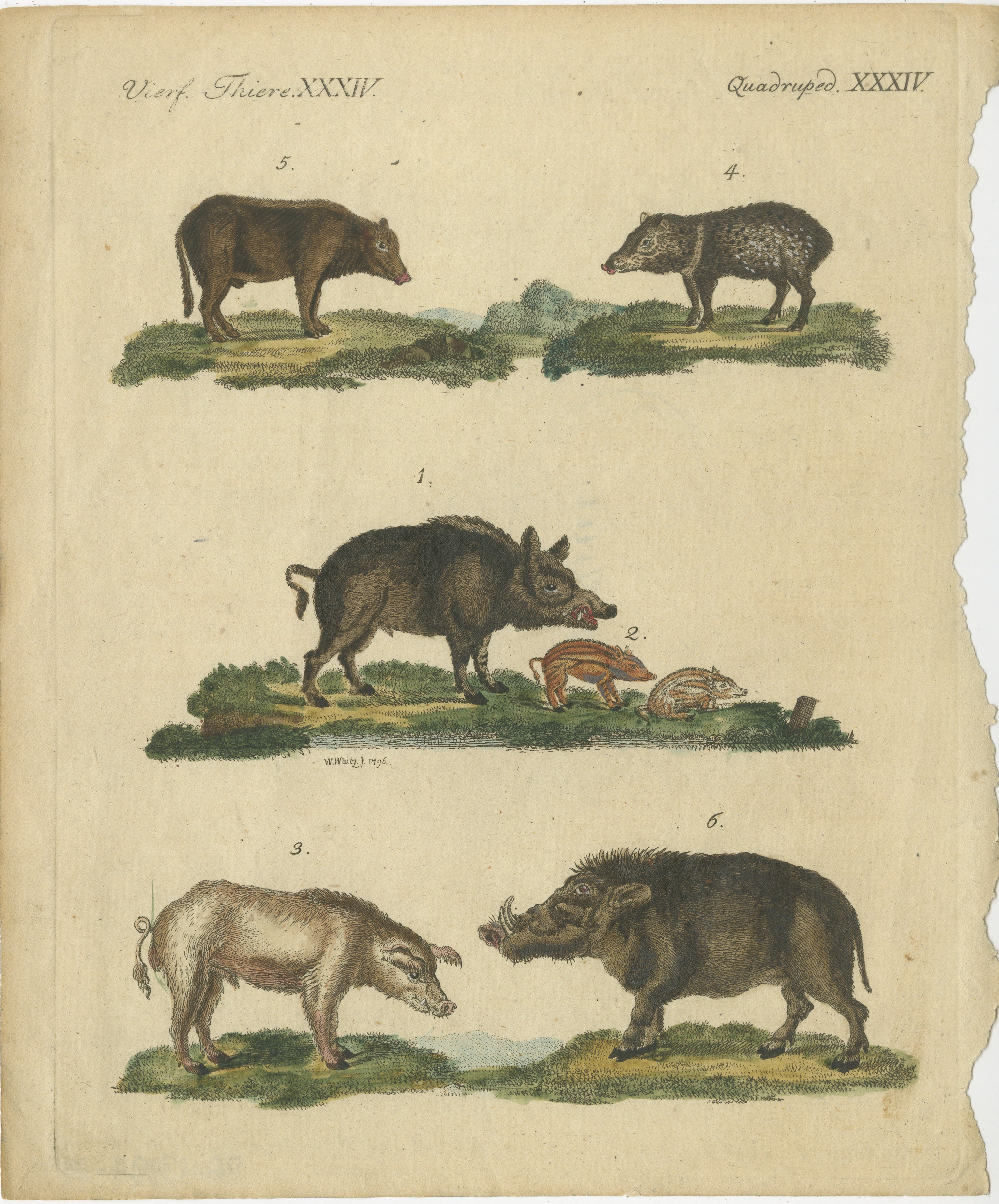 Antiker handkolorierter Kupferstich von Wild- und Hausschweinen, Quadruped XXXIV, um 1800  

Beschreibung:  Dieser handkolorierte Original-Kupferstich zeigt verschiedene Wild- und Hausschweine, die anschaulich illustriert sind, um ihre einzigartige