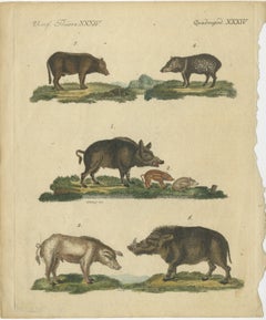 Antique Handcolored Engraving of Wild and Domesticated Pigs, c.1800