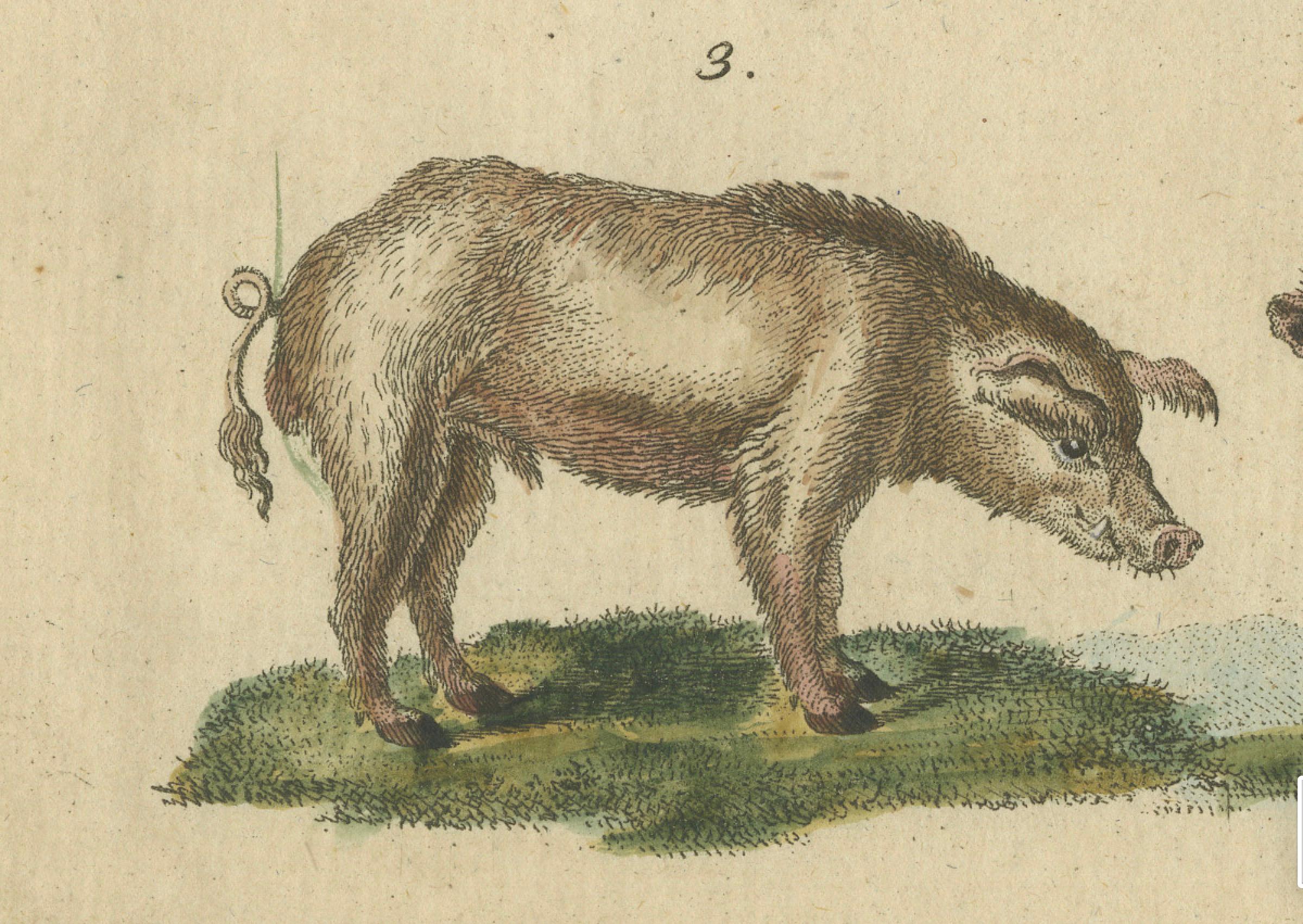 Antike handkolorierte Gravur von Wild- und Domesticted Pigs, um 1800 (Graviert) im Angebot