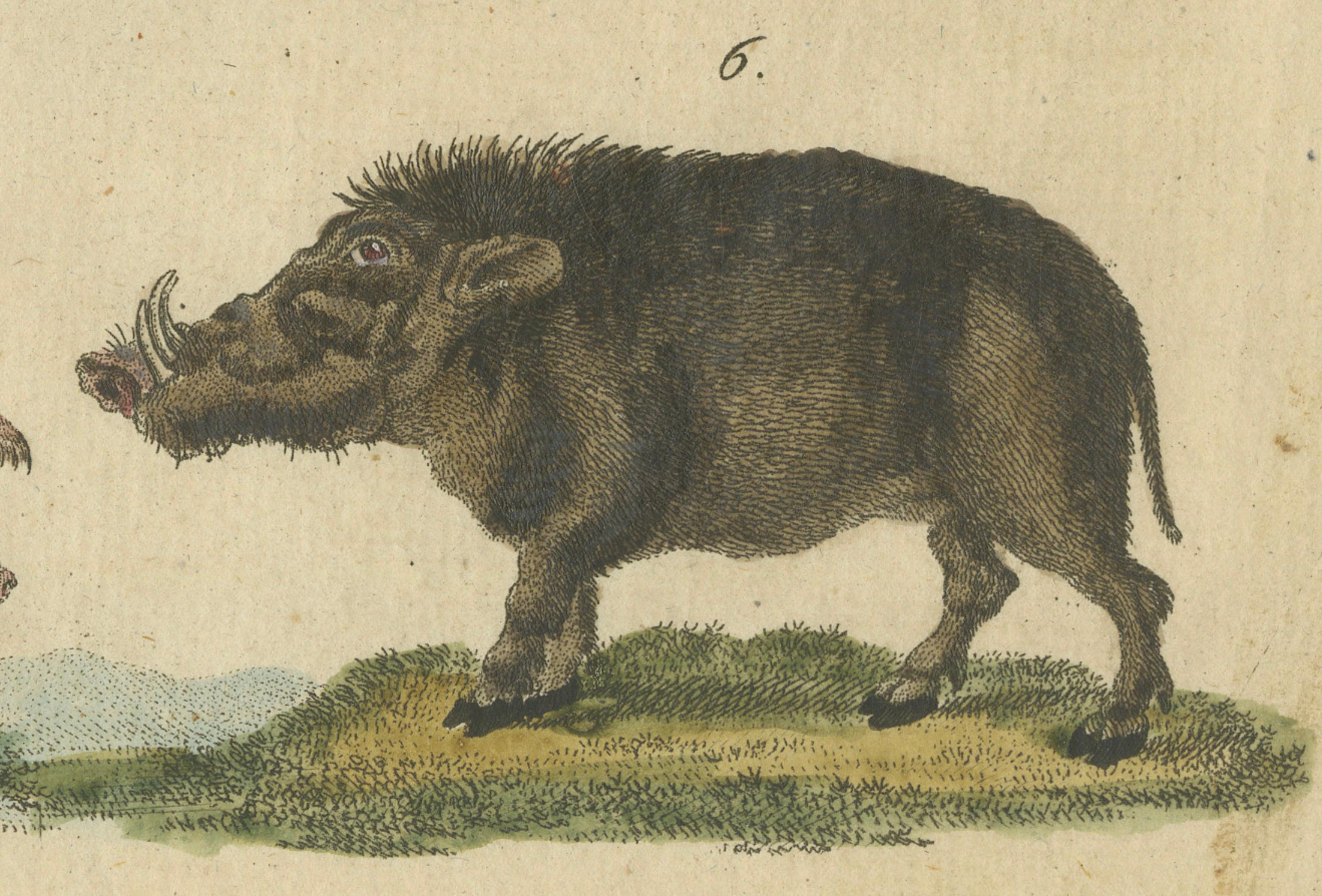 Antike handkolorierte Gravur von Wild- und Domesticted Pigs, um 1800 im Zustand „Gut“ im Angebot in Langweer, NL