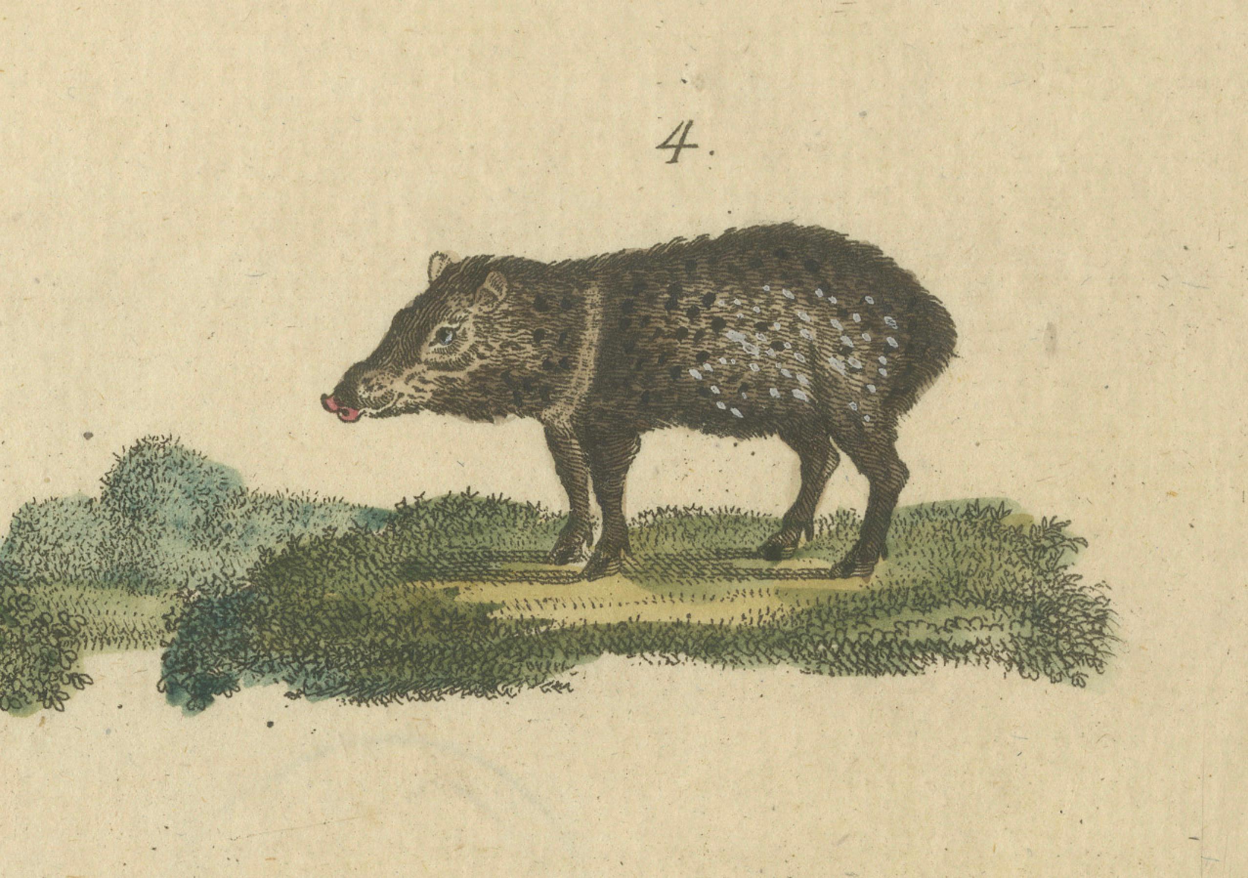 Antike handkolorierte Gravur von Wild- und Domesticted Pigs, um 1800 (Frühes 19. Jahrhundert) im Angebot