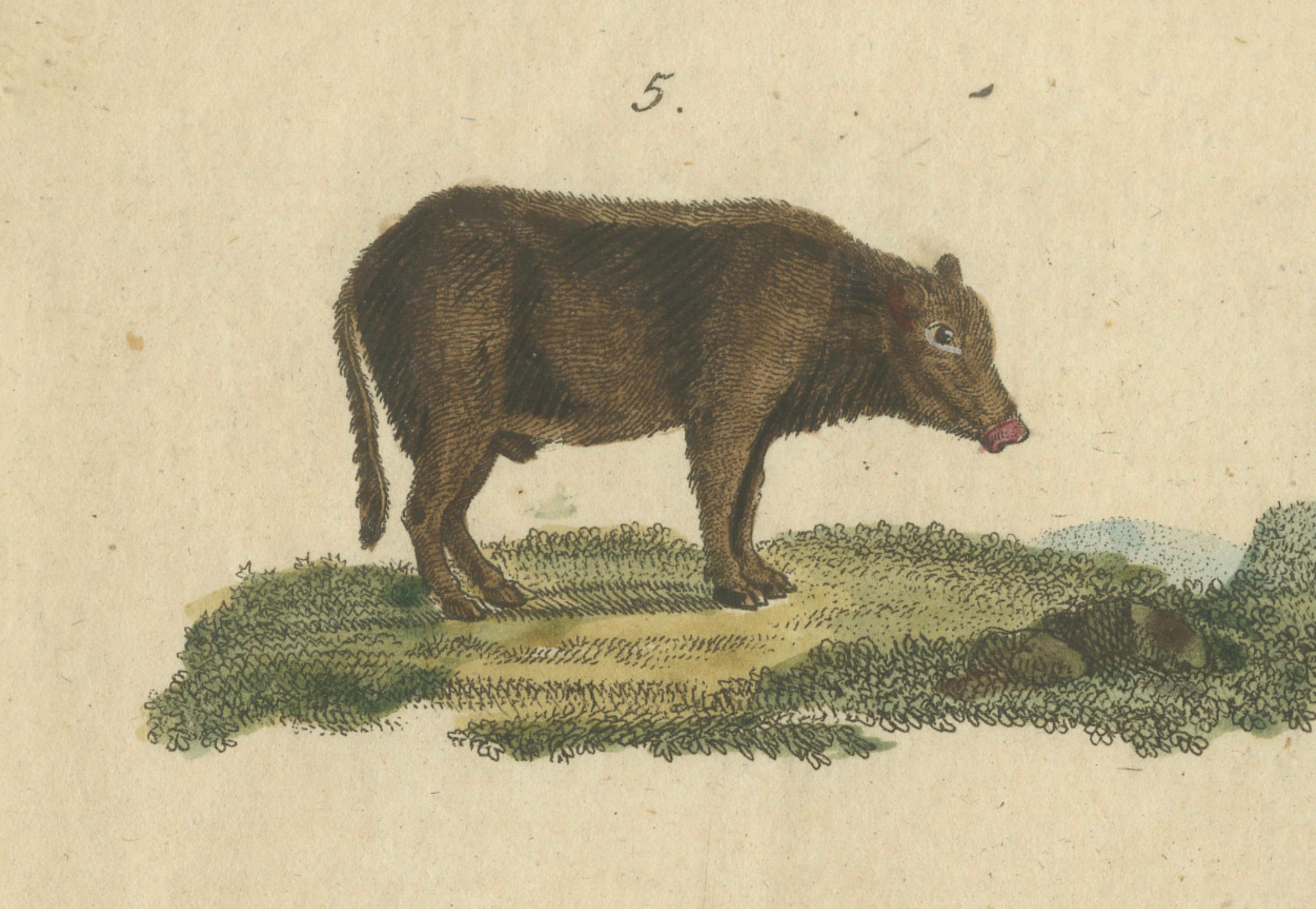Antike handkolorierte Gravur von Wild- und Domesticted Pigs, um 1800 (Papier) im Angebot