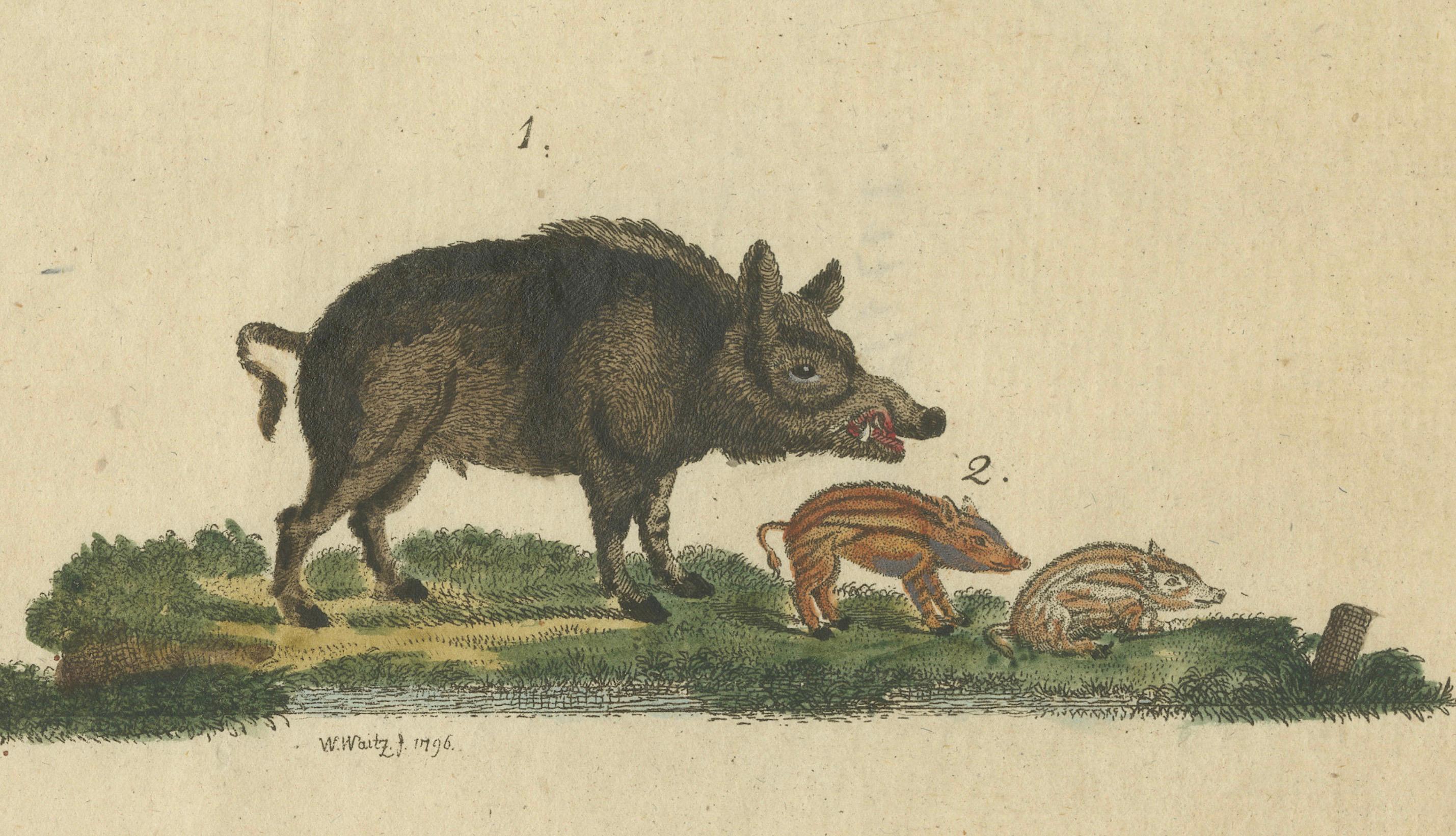 Antike handkolorierte Gravur von Wild- und Domesticted Pigs, um 1800 im Angebot 1