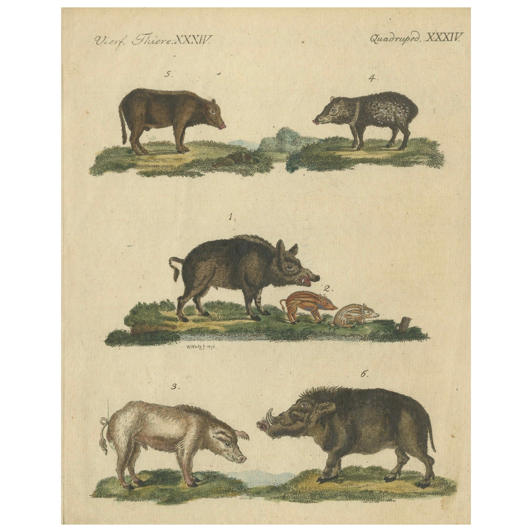 Antique Handcolored Engraving of Wild and Domesticated Pigs, c.1800