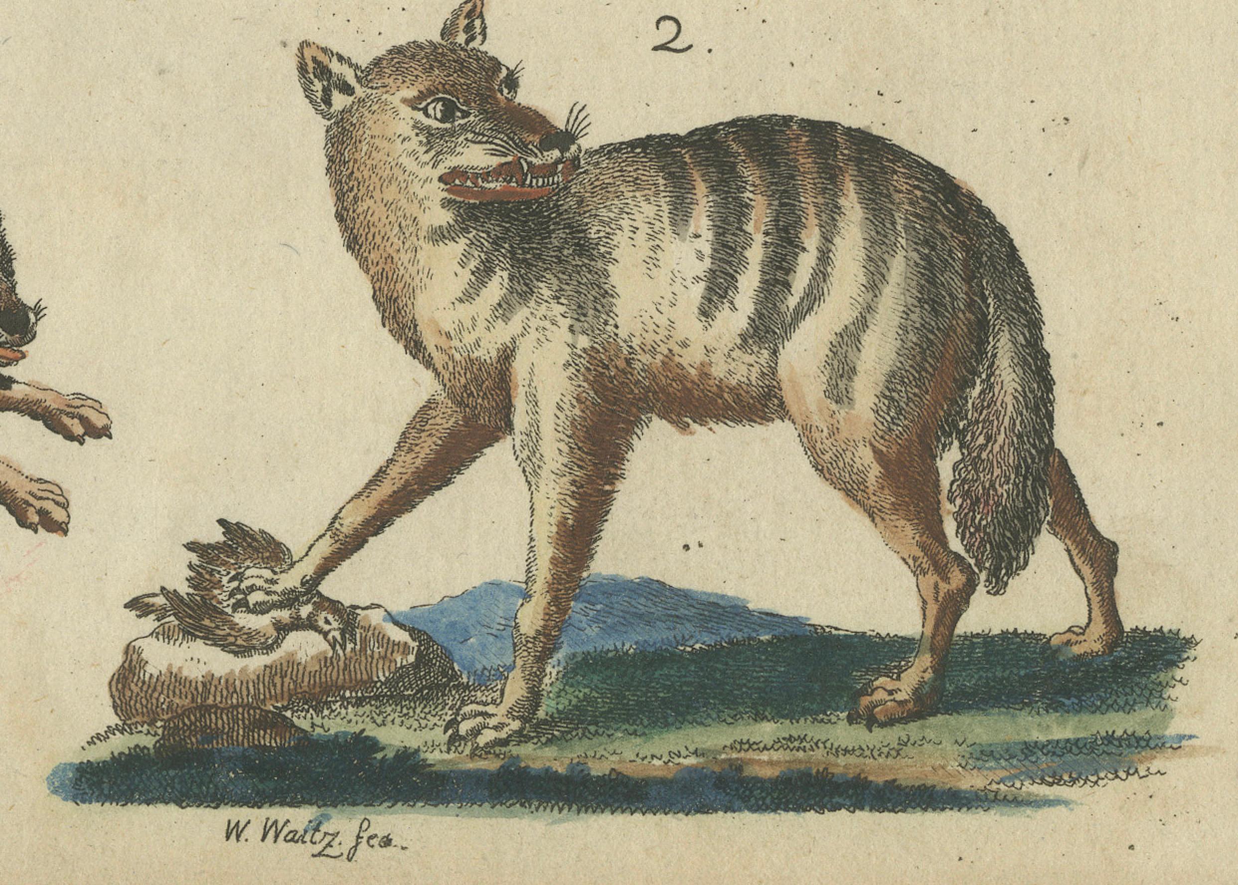 Engraved Antique Handcolored Engraving of Wild Canines and Hyenas, c.1800 For Sale