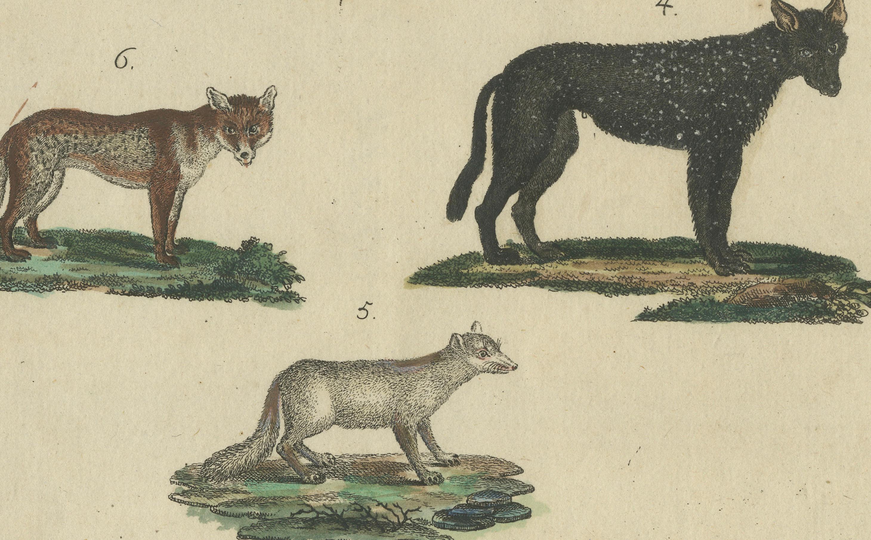 Paper Antique Handcolored Engraving of Wild Canines and Hyenas, c.1800 For Sale