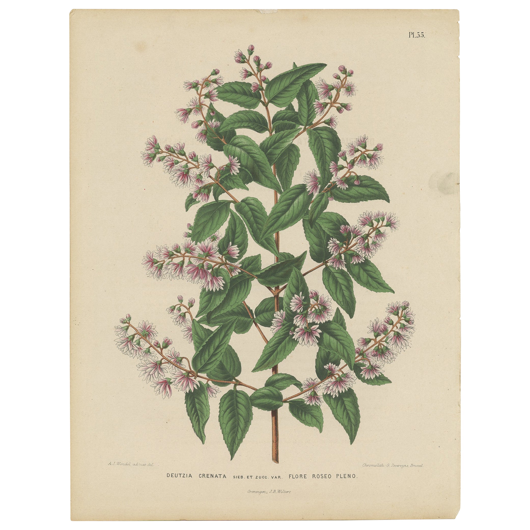 Impression florale ancienne colorée à la main de Deutzia Crenata, 1868