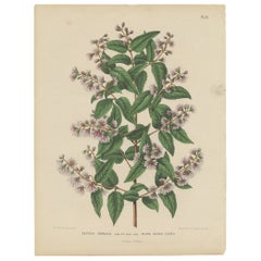 Stampa antica di fiori colorati a mano della Deutzia Crenata, 1868