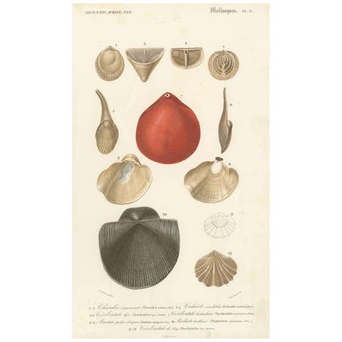 Antique Handcolored Print of Different Types of Molluscs , circa 1850