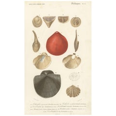Antiker handkolorierter Druck von verschiedenen Arten von Molluscs , um 1850