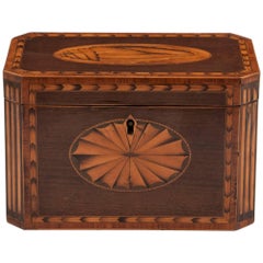 Antique Harewood Conch Shell Tea Caddy, 18th Century