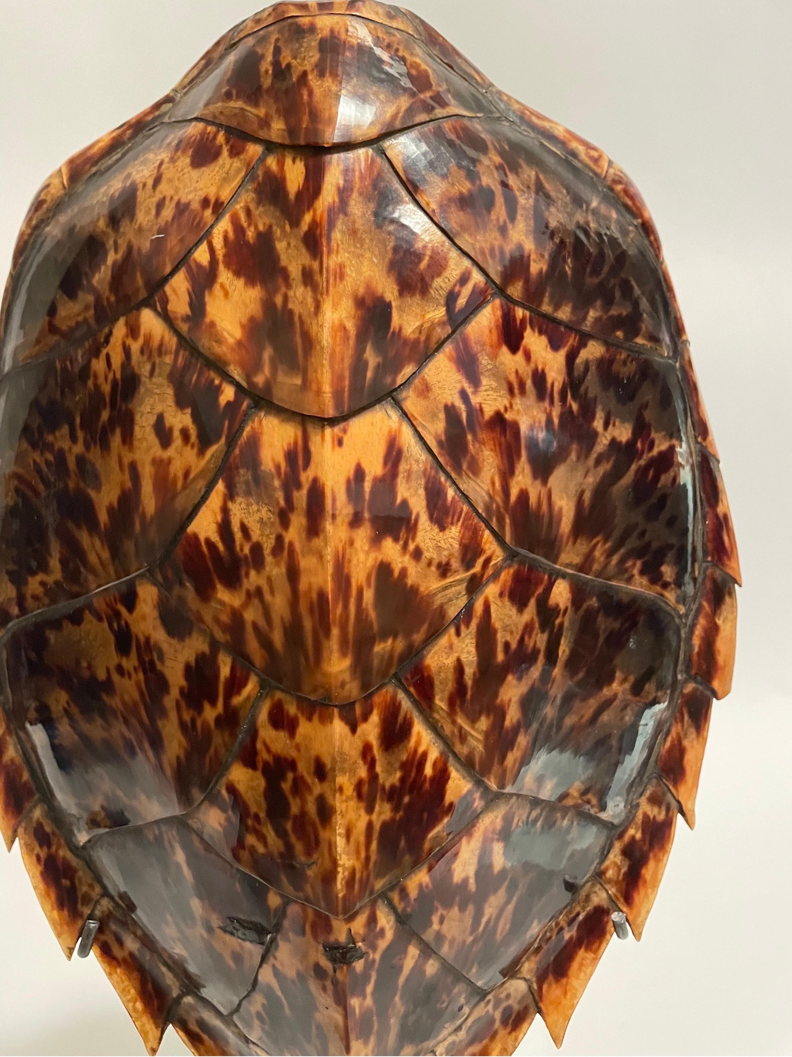 Se trata de un precioso caparazón de tortuga carey antiguo y auténtico sobre un soporte de acero de la década de 1930 