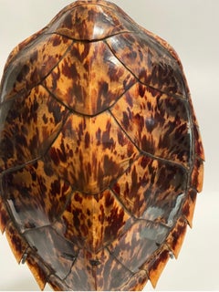 Antiker Karettschildkrötenpanzer auf Ständer