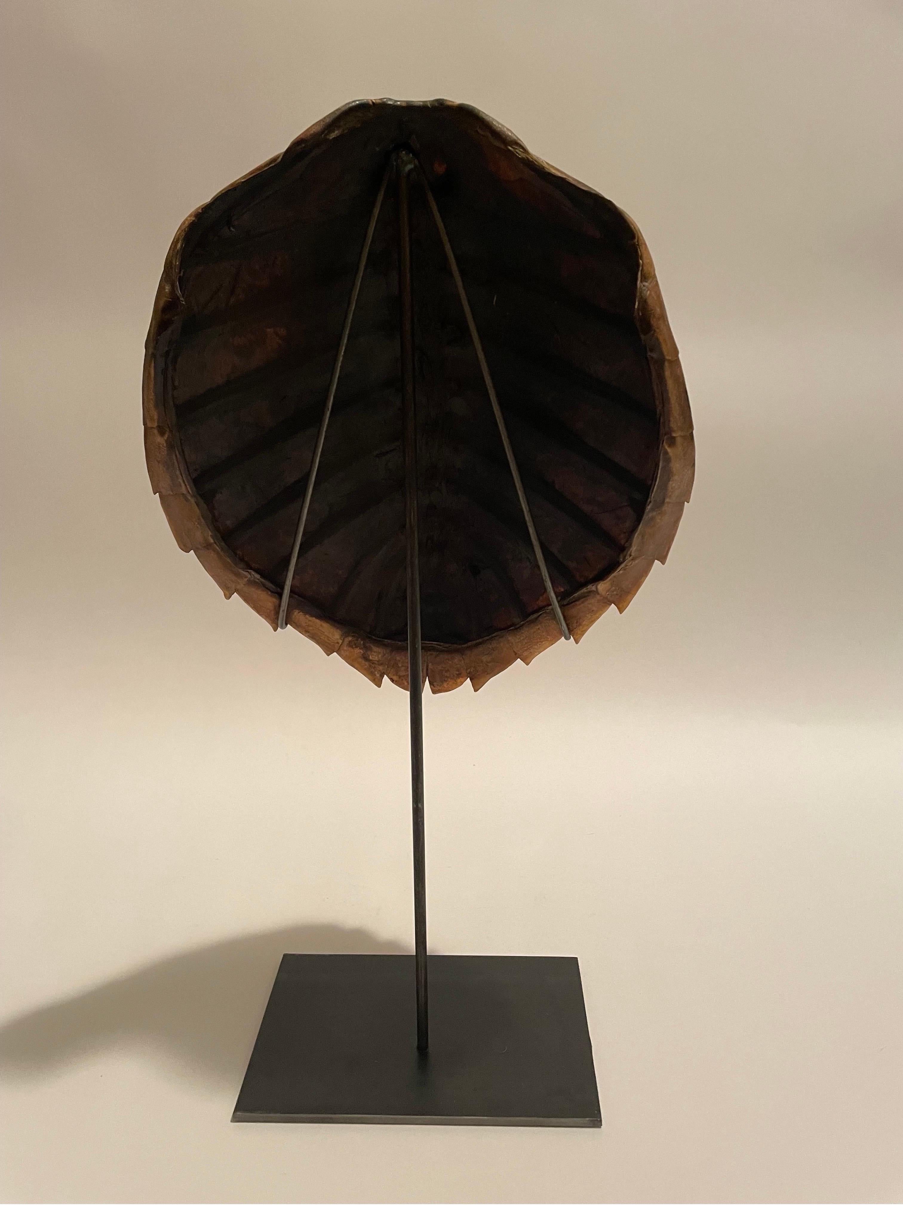 dibujo caparazon tortuga