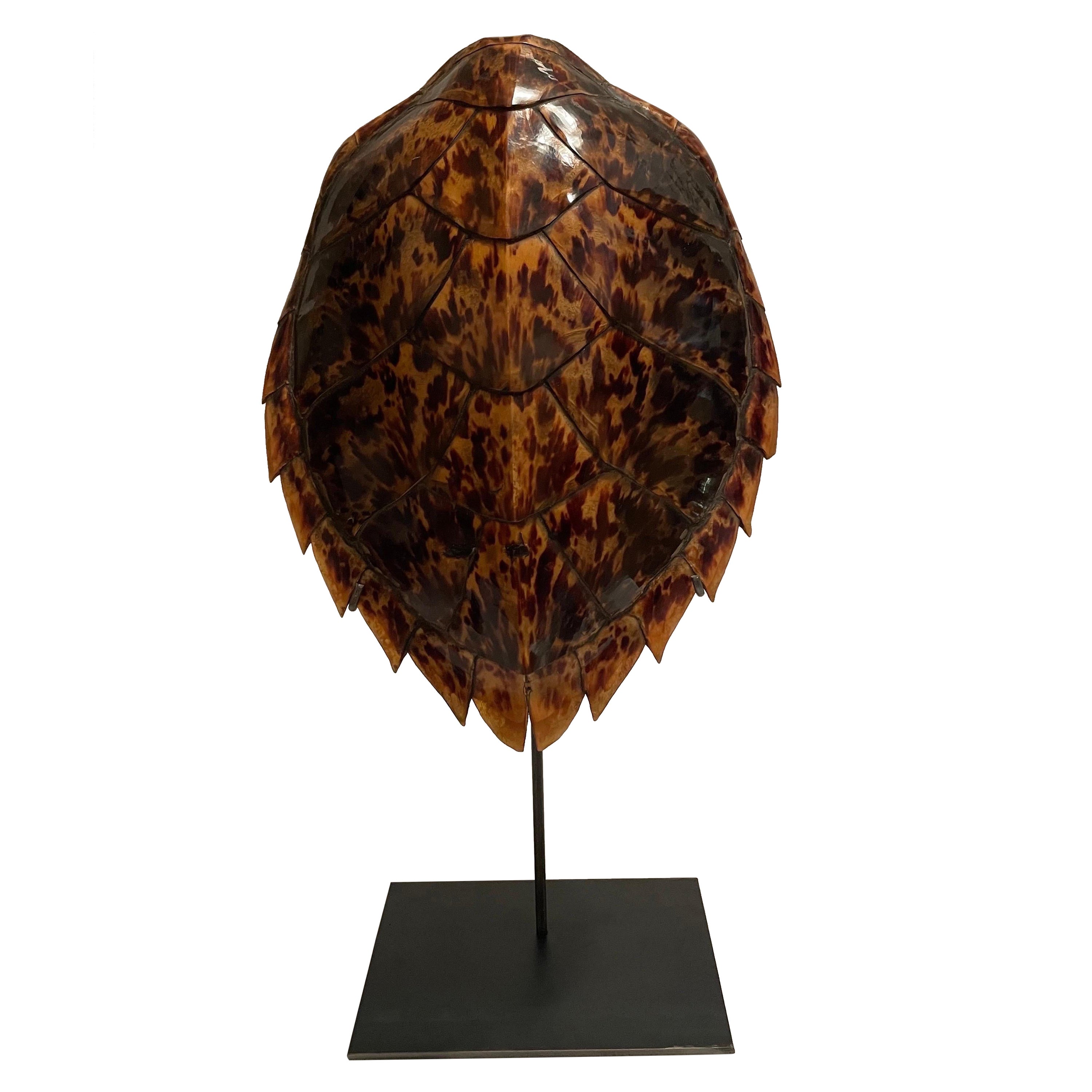 Antique hawksbill tortoise shell on stand