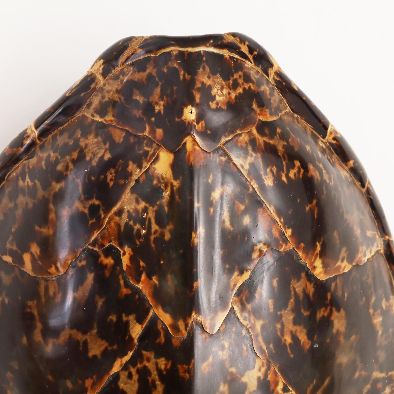Rare antique Hawksbill turtle shell with a striking form and variegated natural organic tones. One of Mother nature's most iconic creations.