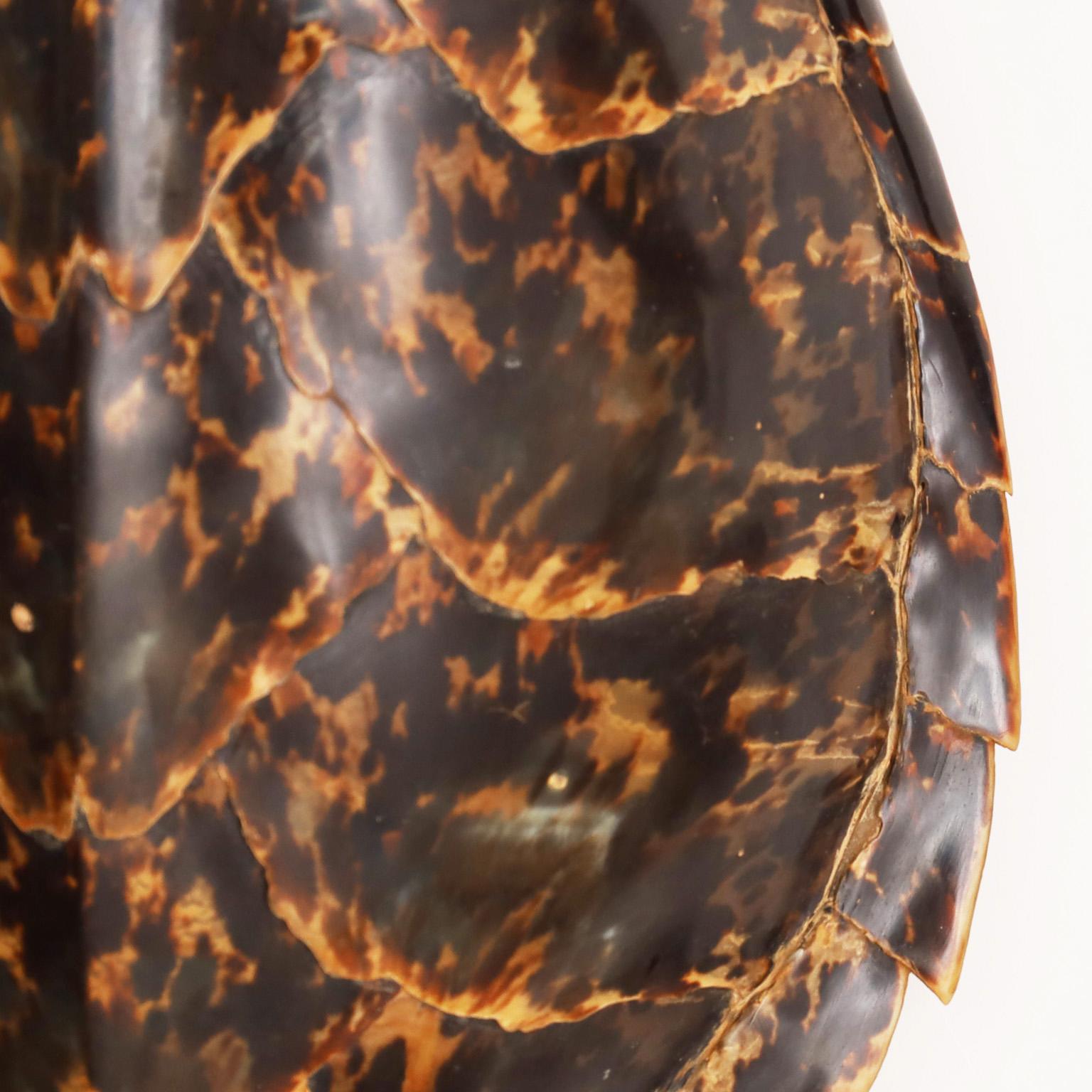 hawksbill turtle shell for sale