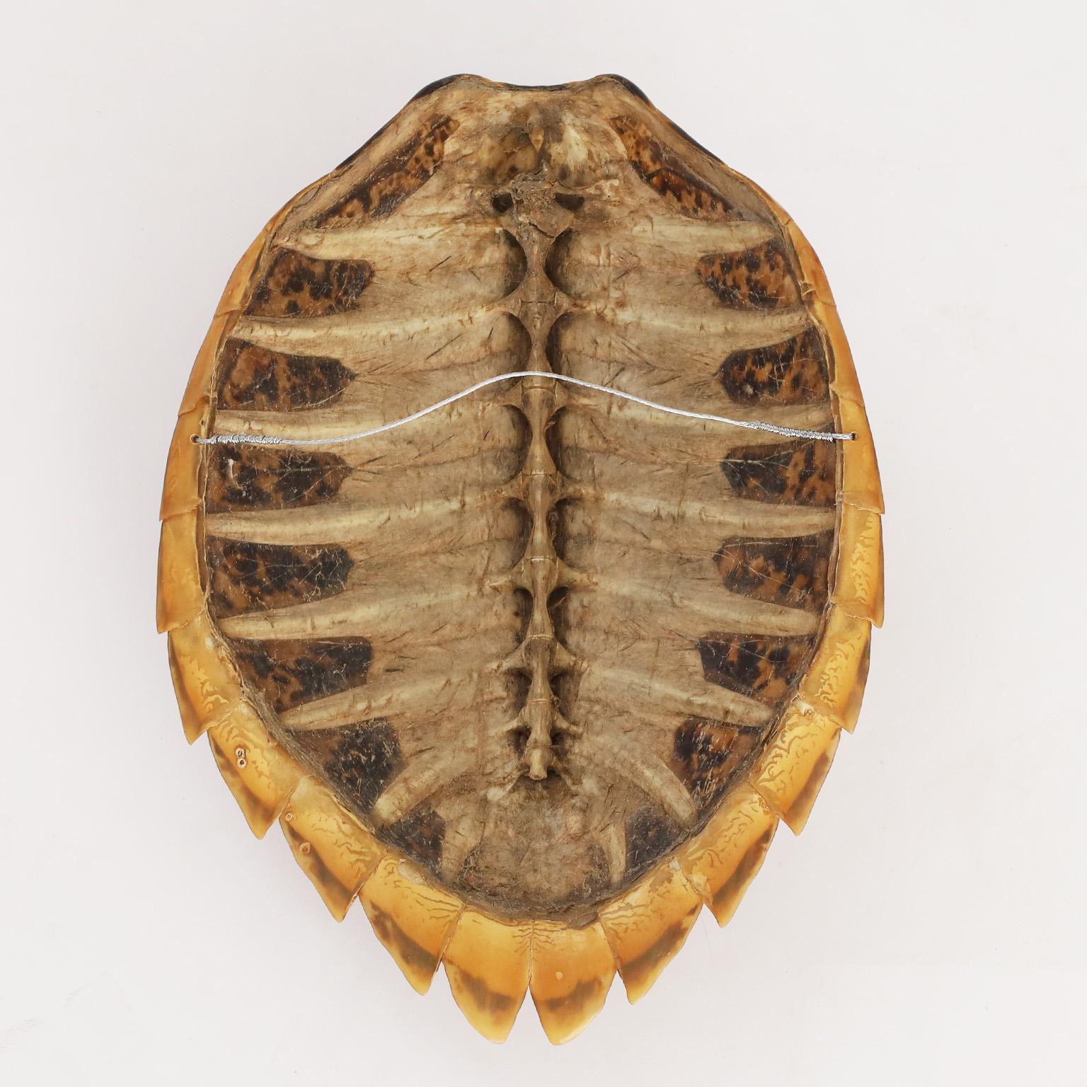 Victorian Antique Hawksbill Turtle Shell