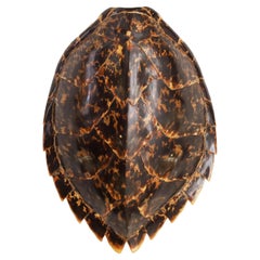 Antike antike Hawksbill-Schildkrötenmuschel
