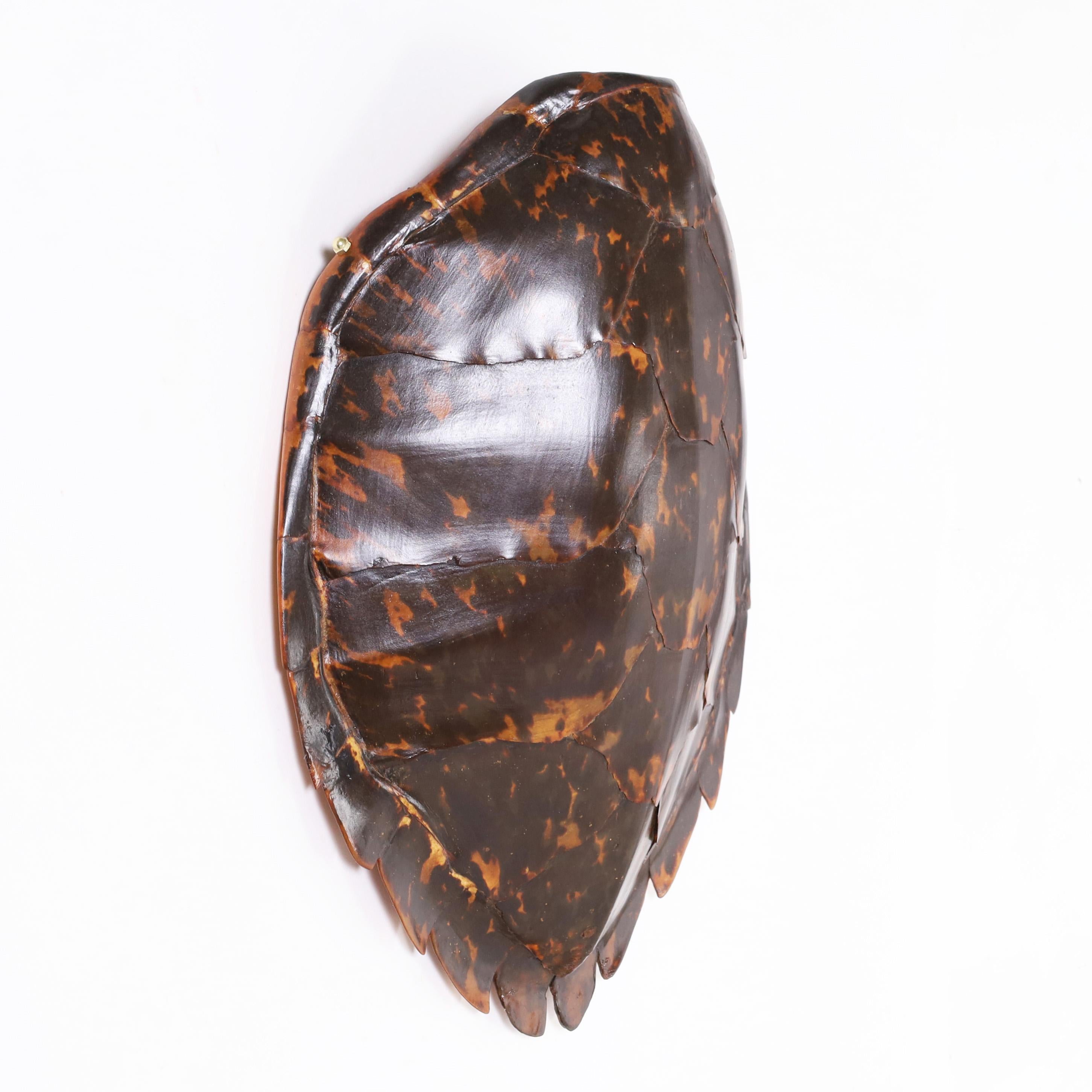 Standout antique hawksbill turtle shell with its iconic variegated color tones and sea inspired sculptural form.