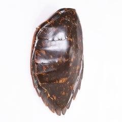 Antique Hawksbill Turtle Shell or Carapace