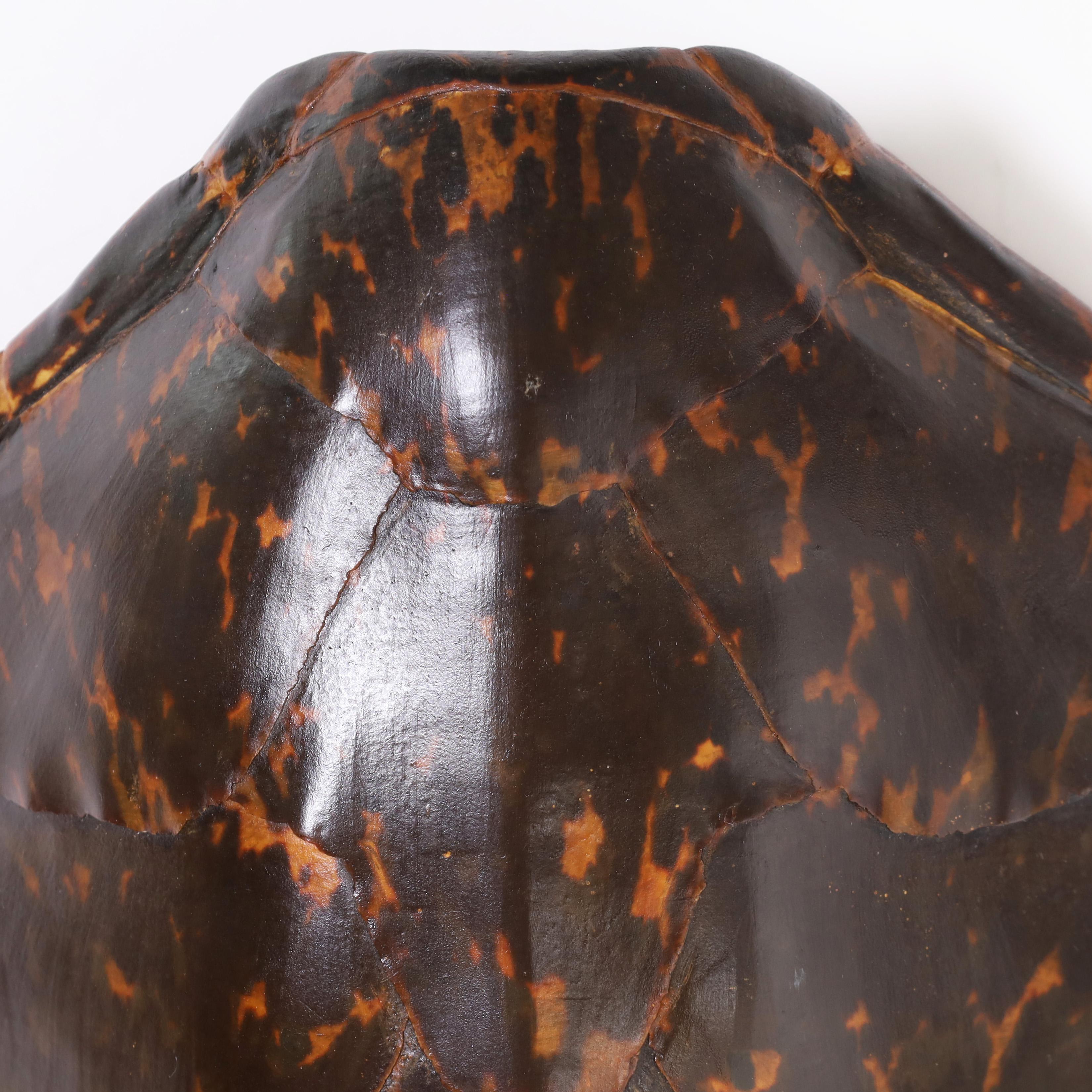 hawksbill turtle shell for sale