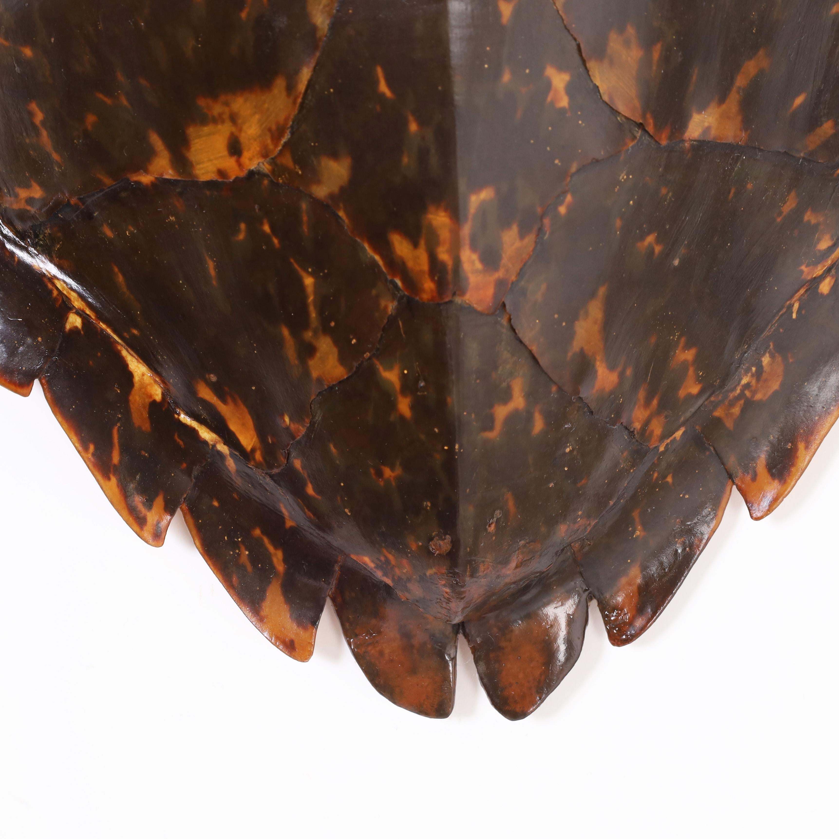 Edoardiano Antico guscio o carapace di tartaruga Hawksbill