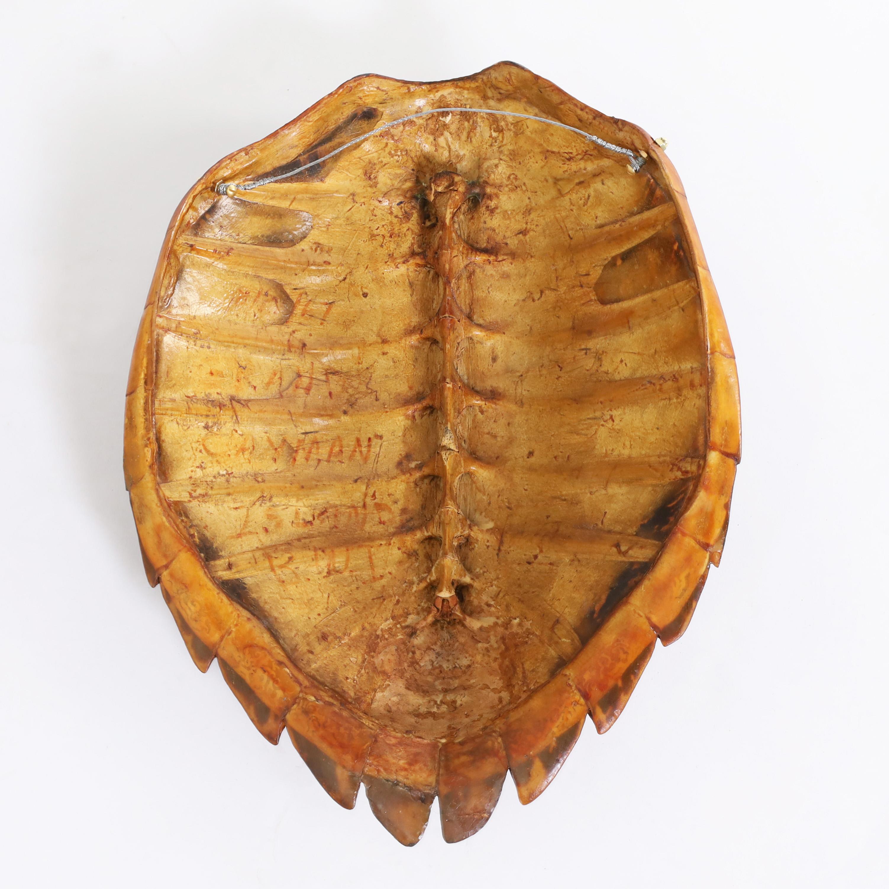 Antique Hawksbill Turtle Shell or Carapace In Good Condition In Palm Beach, FL