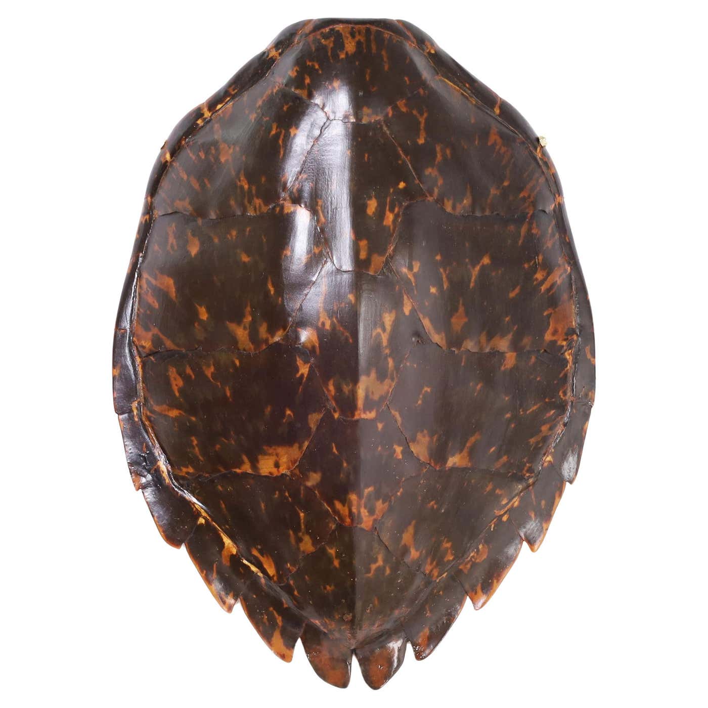 Antique Hawksbill Turtle Shell or Carapace at 1stDibs | vrai carapace ...