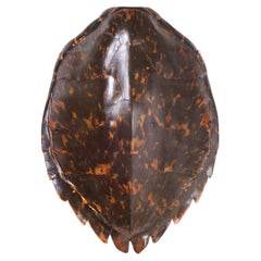 Antique Hawksbill Turtle Shell or Carapace