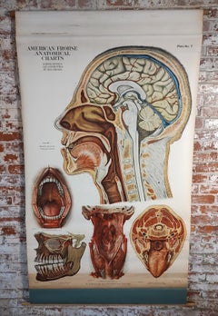 Antique Head & Neck Anatomical Chart
