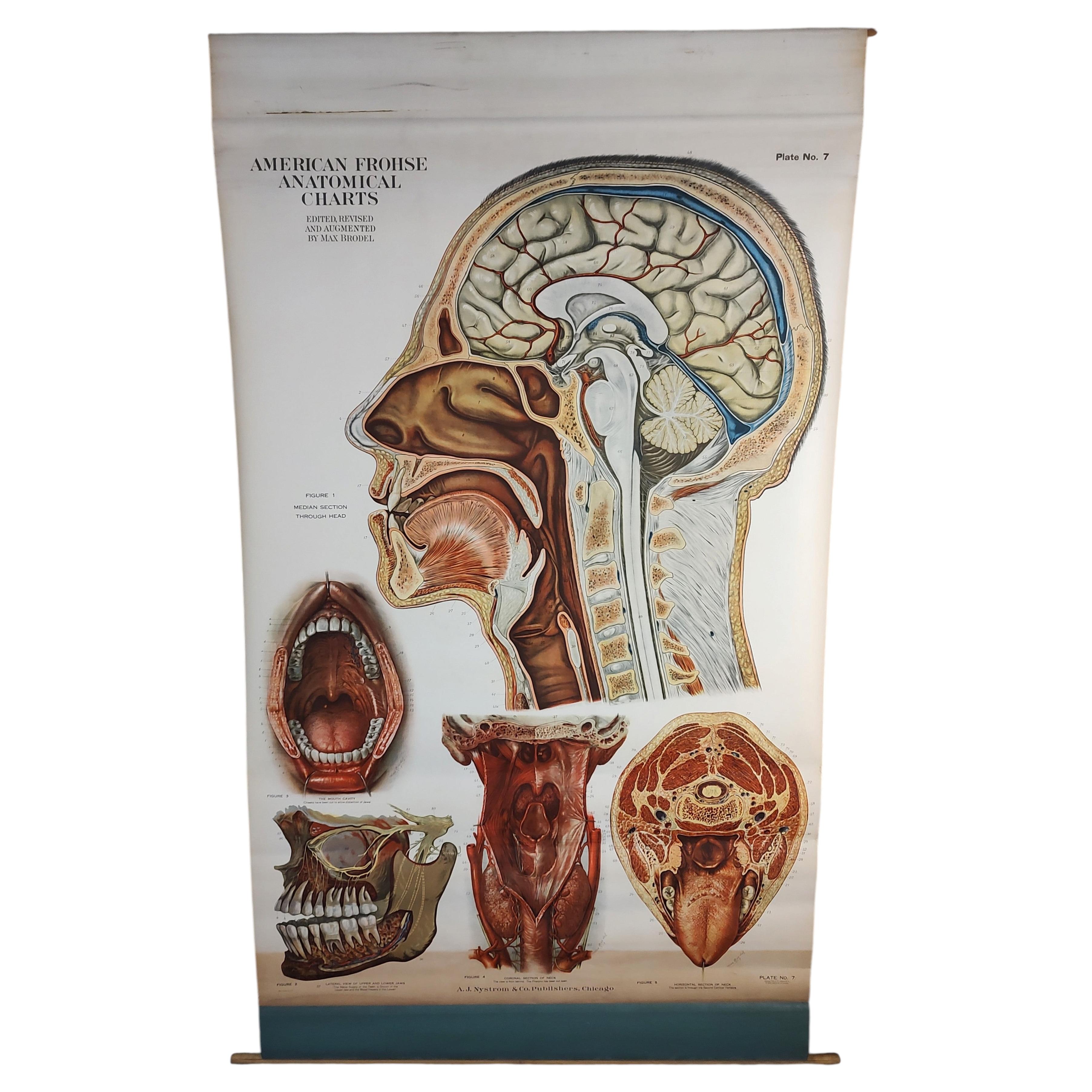 Antique Head & Neck Anatomical Chart