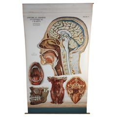 Antique Head & Neck Anatomical Chart