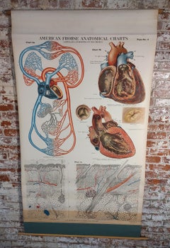 Antique Heart Anatomical Chart