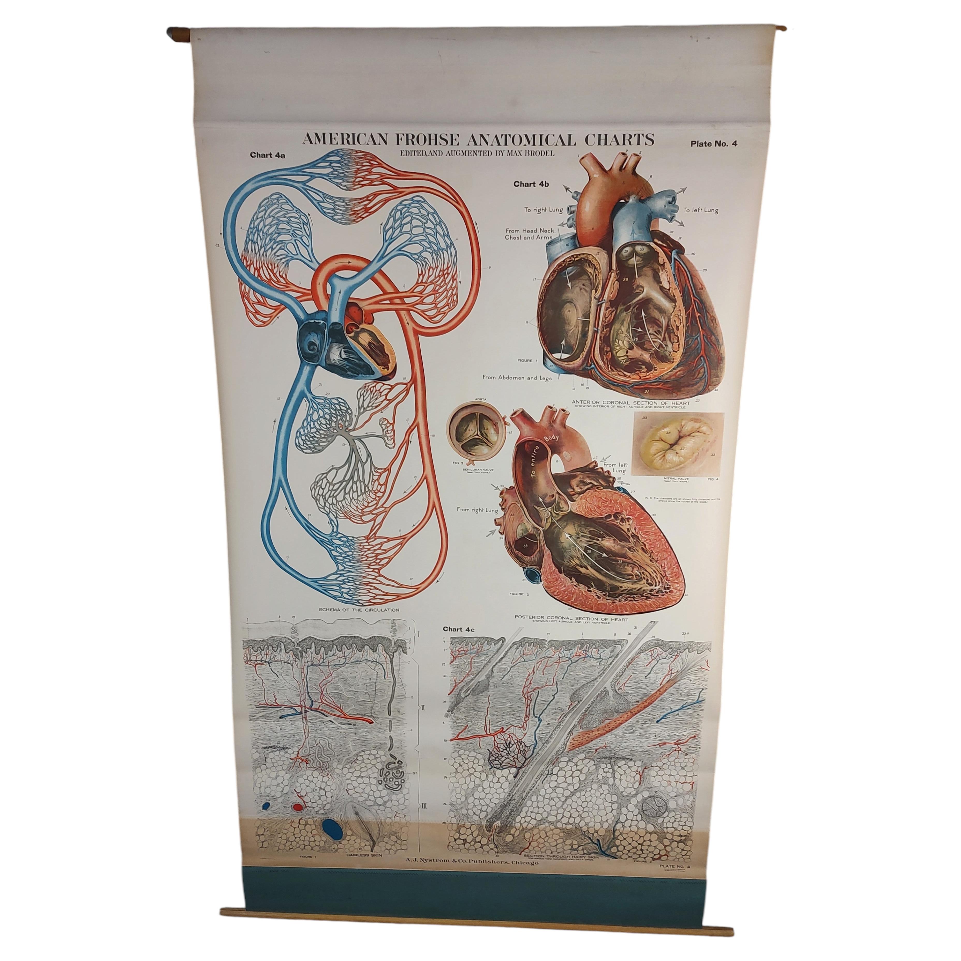 Antico diagramma anatomico del cuore