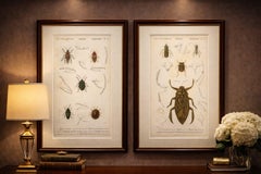 Antique Hemipteres Pair – Shield Bugs & Water Bugs, French Natural History, 1800