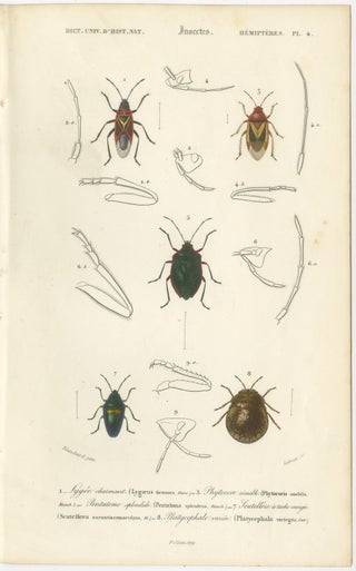 Antique Hemipteres Pair, Shield Bugs & Water Bugs, French Natural History, 1800, view 3