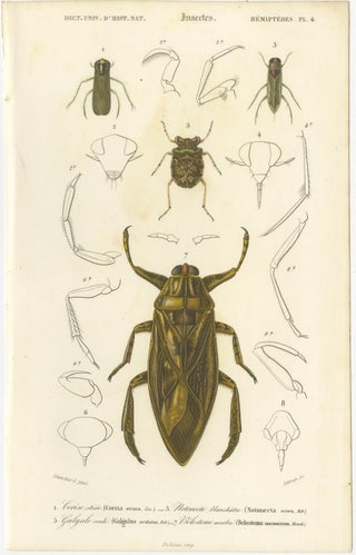 Antique Hemipteres Pair, Shield Bugs & Water Bugs, French Natural History, 1800, view 4