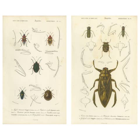 Antique Hemipteres Pair – Shield Bugs & Water Bugs, French Natural History, 1800