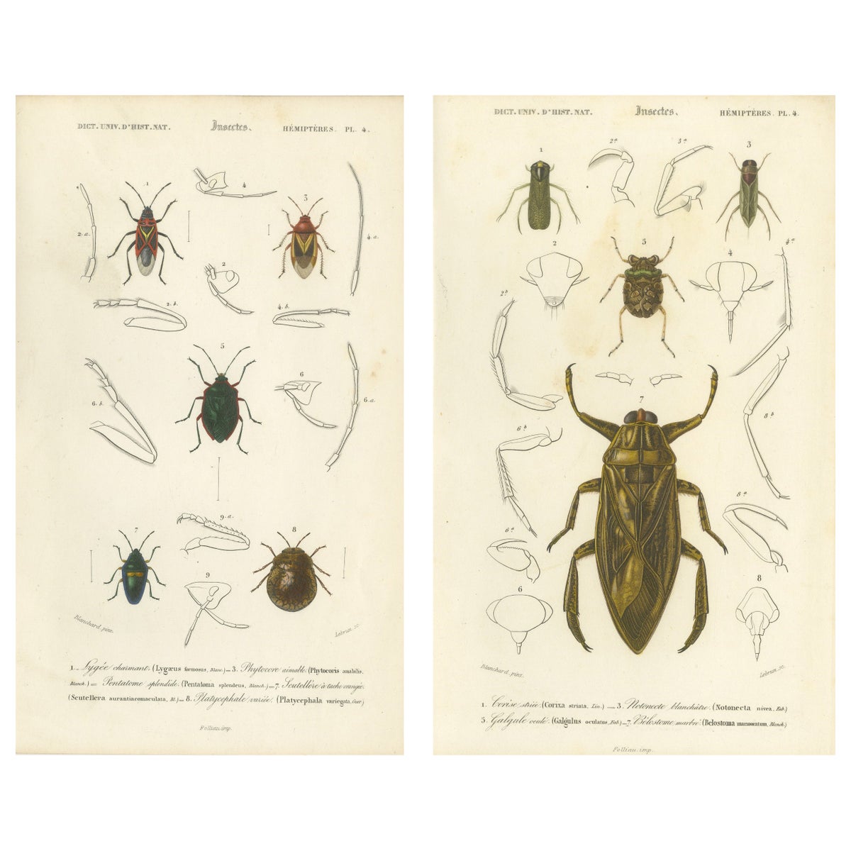 Antique Hemipteres Pair, Shield Bugs & Water Bugs, French Natural History, 1800