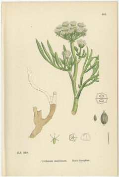 Antique Herb Botanical Prints – Soft Green Palette, Set of Four c.1902