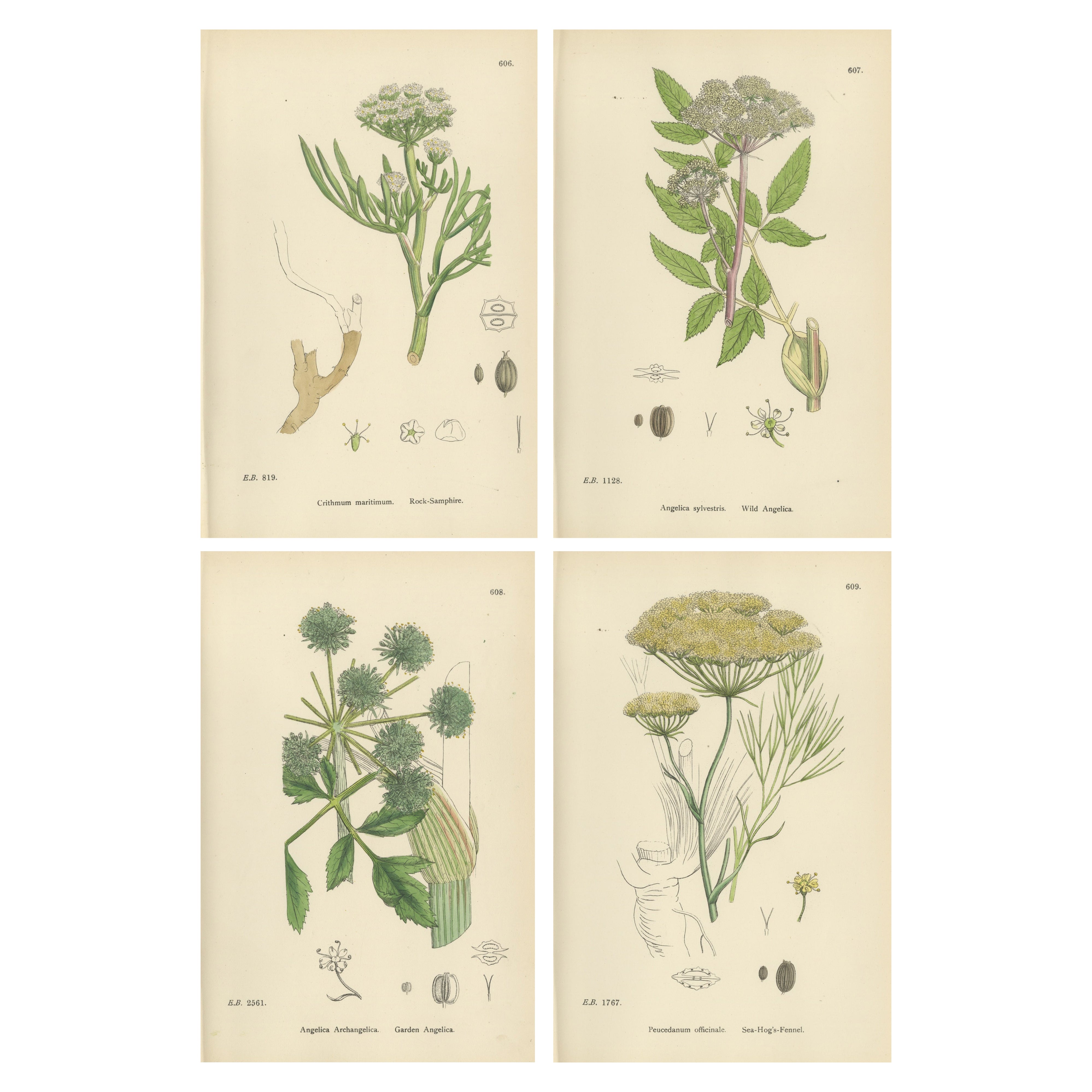 Stampe botaniche antiche a base di erbe - Palette Greene 
Greene Soft, set di quattro pezzi c.1902