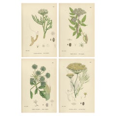 Antique Herb Botanical Prints – Soft Green Palette, Set of Four c.1902