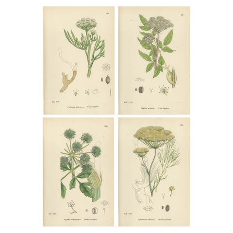 Antique Herb Botanical Prints, Soft Green Palette, Set of Four c.1902