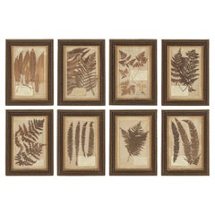 Antique Herbaria Float-Mounted Within Cardboard Frames