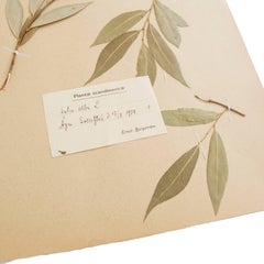Antique Herbarium from Sweden, 1890s-1930s