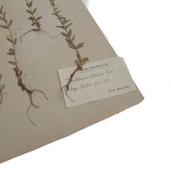 Antique Herbarium from Sweden, 1890s-1930s